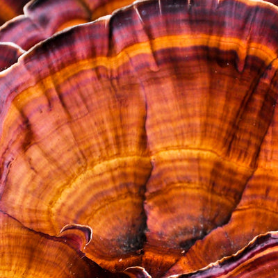 Reishi