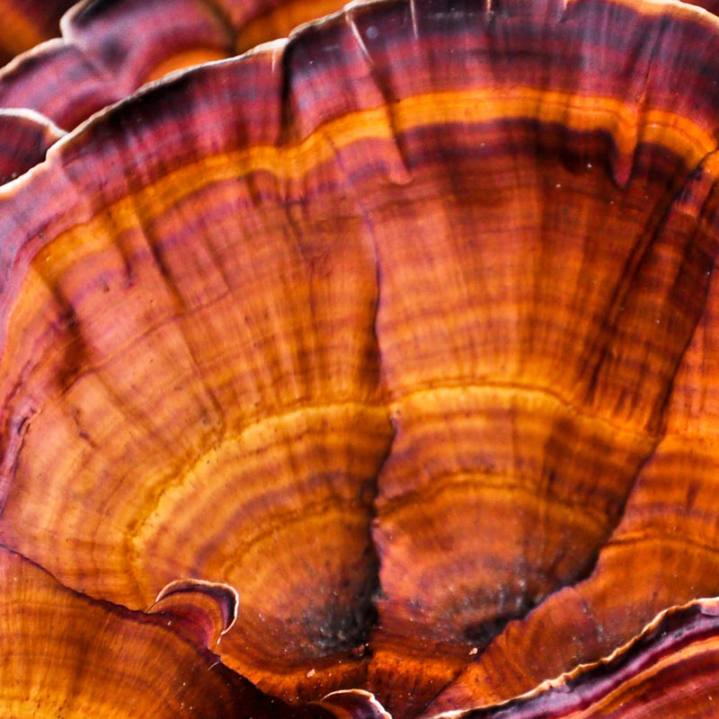 Reishi